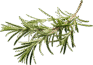 Food image rosemary opt 93x65
